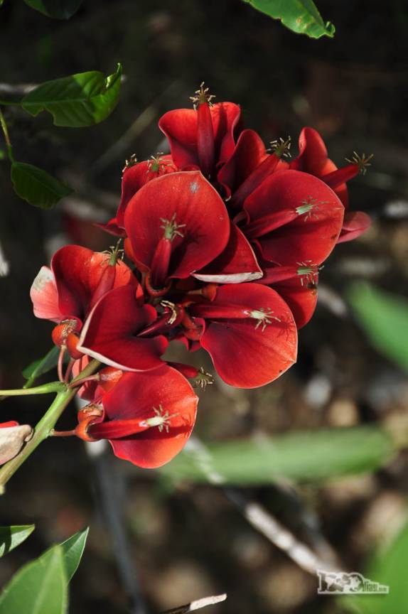 Flor em parque em Colonia del Sacramento, no sul do Uruguai
